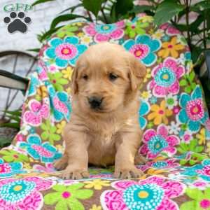 Calvin, Golden Retriever Puppy